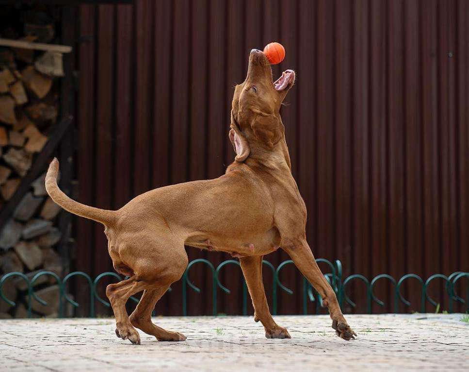 Собаки в других городах Московской области: Веселая, задорная собака в любящую семью. Девочка, 1 руб. - фото 4