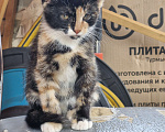 Кошки в других городах Ленинградской области: Черничка Девочка, Бесплатно - фото 1