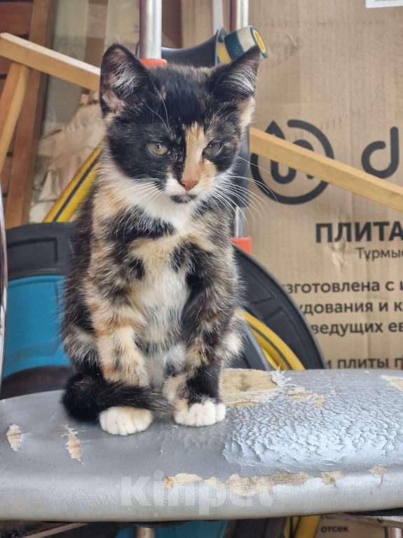 Кошки в других городах Ленинградской области: Черничка Девочка, Бесплатно - фото 1