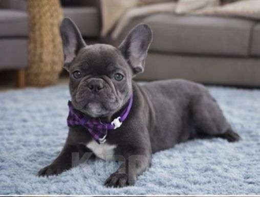 Собаки в Москве: Красивые голубые девочки Девочка, 90 000 руб. - фото 1