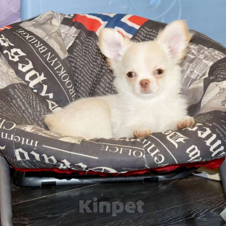 Собаки в Москве: Курносый красавчик чихуахуа Мальчик, 55 000 руб. - фото 1