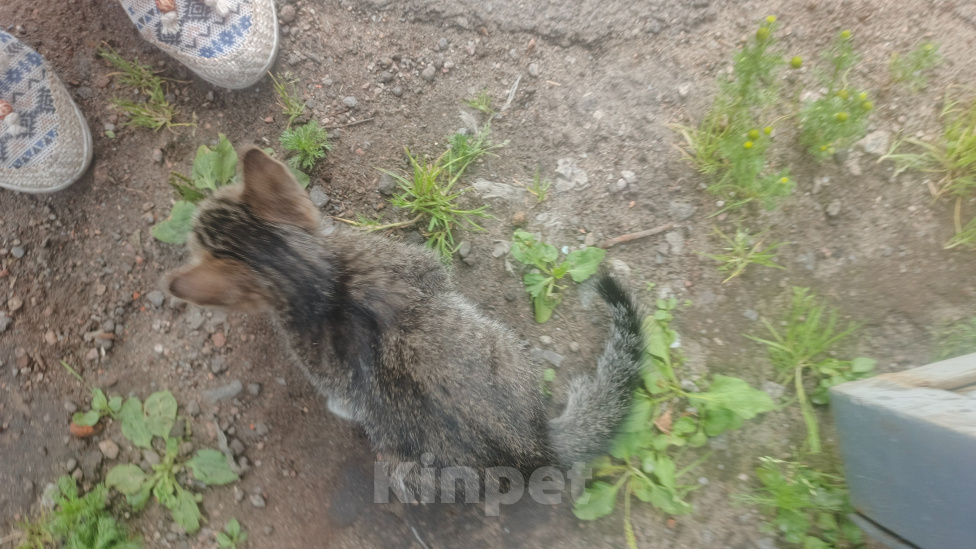 Кошки в Санкт-Петербурге: Котенок мальчик со склада Мальчик, Бесплатно - фото 3