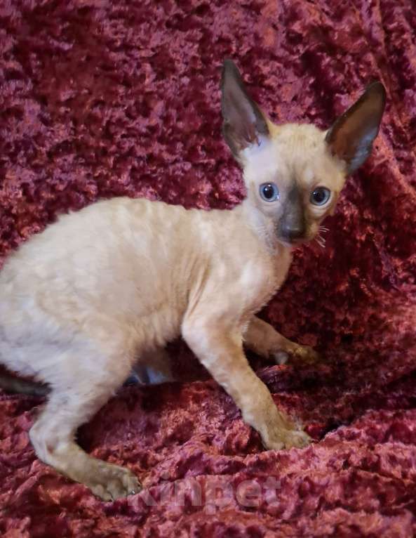 Кошки в Санкт-Петербурге: Девочки и мальчики Мальчик, 25 руб. - фото 3