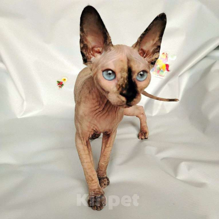 Кошки в Королеве: Синеглазая кошечка канадский сфинкс Девочка, Бесплатно - фото 7