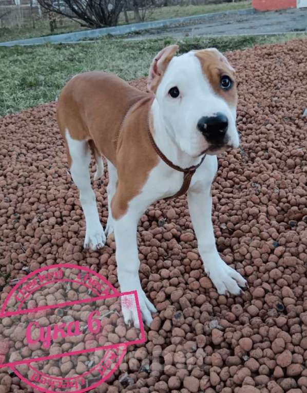 Собаки в Томске: Американский стафордширский терьер  Девочка, 25 000 руб. - фото 2