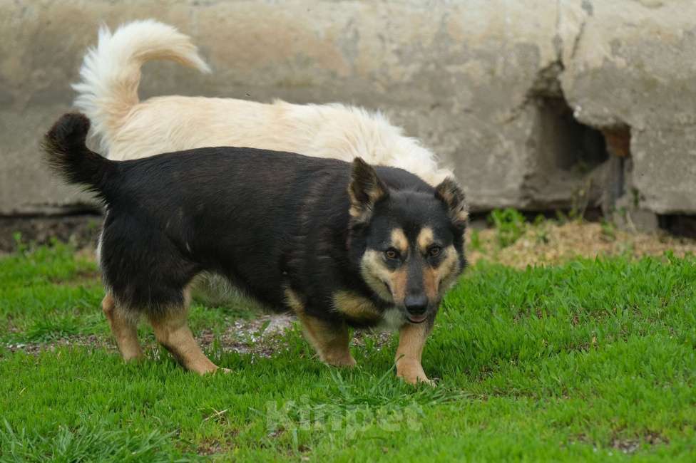 Собаки в Москве: Бакс Мальчик, Бесплатно - фото 3