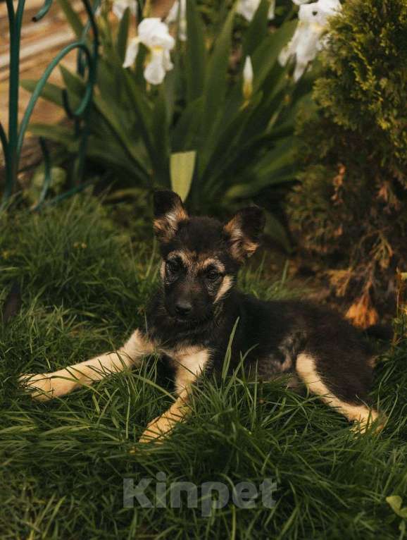 Собаки в Москве: Щеночек помесь с овчаркой Девочка, Бесплатно - фото 4