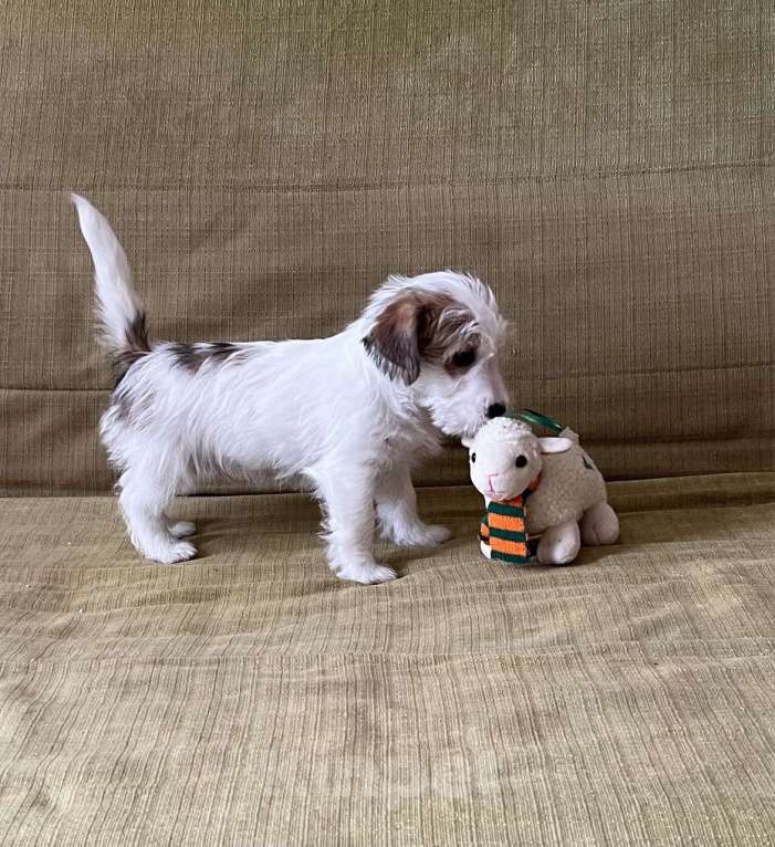 Собаки в Москве: Жесткошерстный Джек Рассел терьер Девочка, 35 000 руб. - фото 1