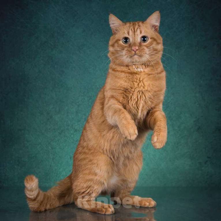 Кошки в Москве: Рыжий яркий британский кот Джокер в добрые руки Мальчик, Бесплатно - фото 3