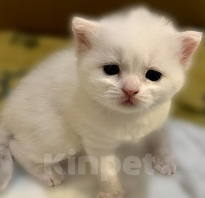 Кошки в Сыктывкаре: Шотландские прямоухие и вислоухие Девочка, 6 500 руб. - фото 7