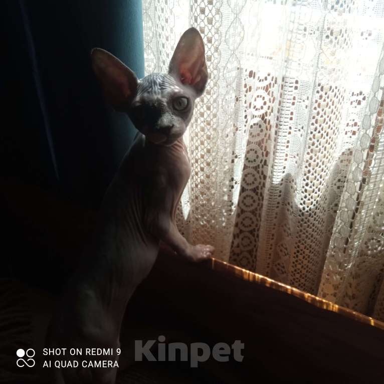 Кошки в Владимире: Котенок кошечка канадский сфинкс цветочек Девочка, 29 000 руб. - фото 1