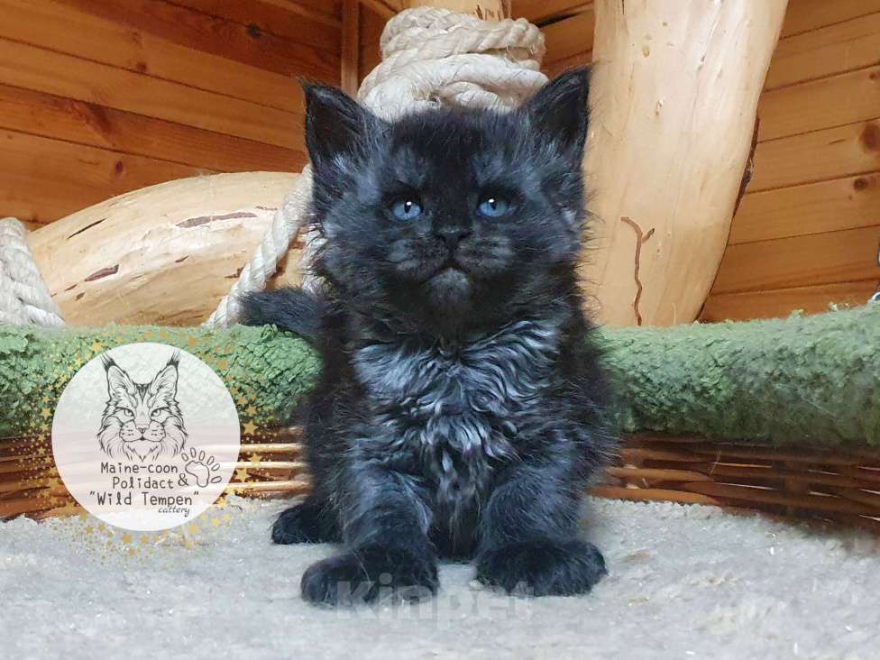 Кошки в Иваново: Девочка мейн-кун Девочка, 45 000 руб. - фото 1