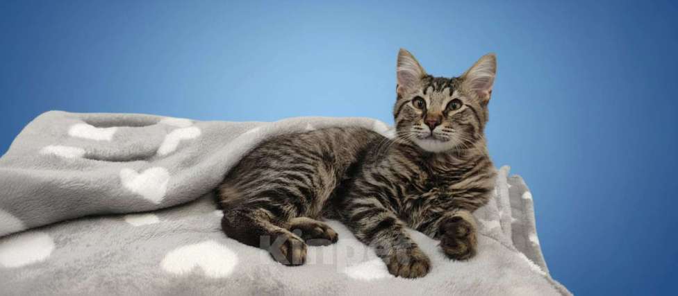 Кошки в Королеве: Котёнок Василий Мальчик, Бесплатно - фото 2