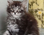 Кошки в Москве: Котята Мейн-Кун с документами Мальчики Мальчик, 40 000 руб. - фото 5