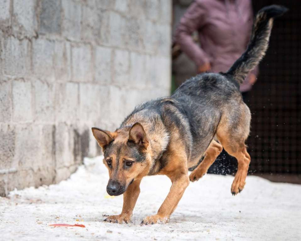 Собаки в Москве: Элиза - для пылкого сердца нет преград Девочка, Бесплатно - фото 5