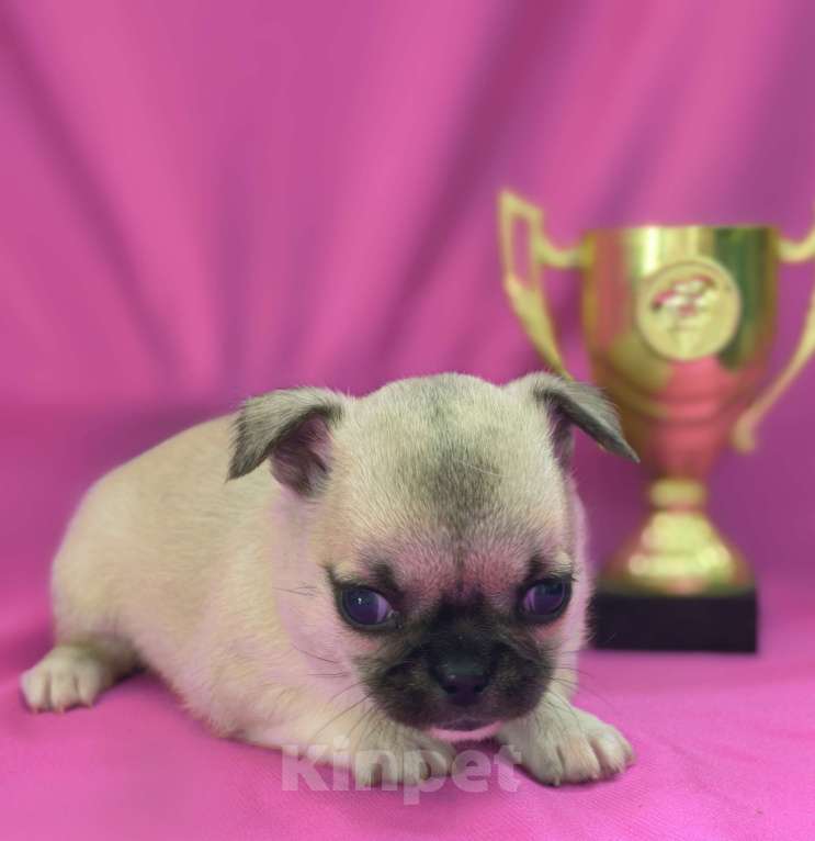 Собаки в Москве: Чихуахуа девочка гладкошерстная Девочка, 45 000 руб. - фото 4