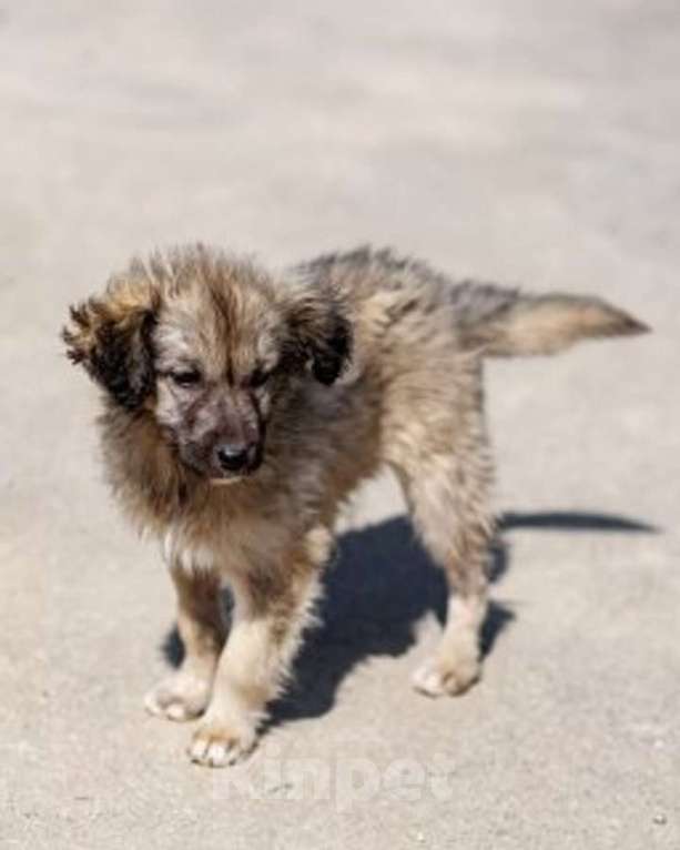 Собаки в Москве: Щеночки ищут дом. Девочка, Бесплатно - фото 8