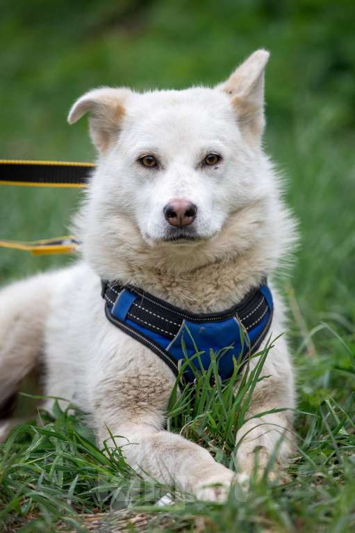 Собаки в Всеволожске: Белла 2 из приюта в добрые руки Девочка, Бесплатно - фото 8