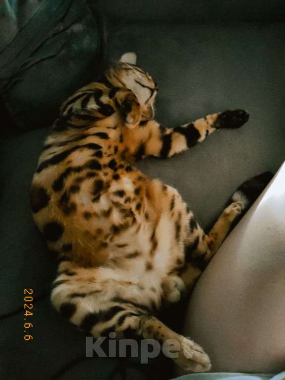 Кошки в Нижнем Новгороде: Бенгальский котик  Мальчик, 15 000 руб. - фото 2