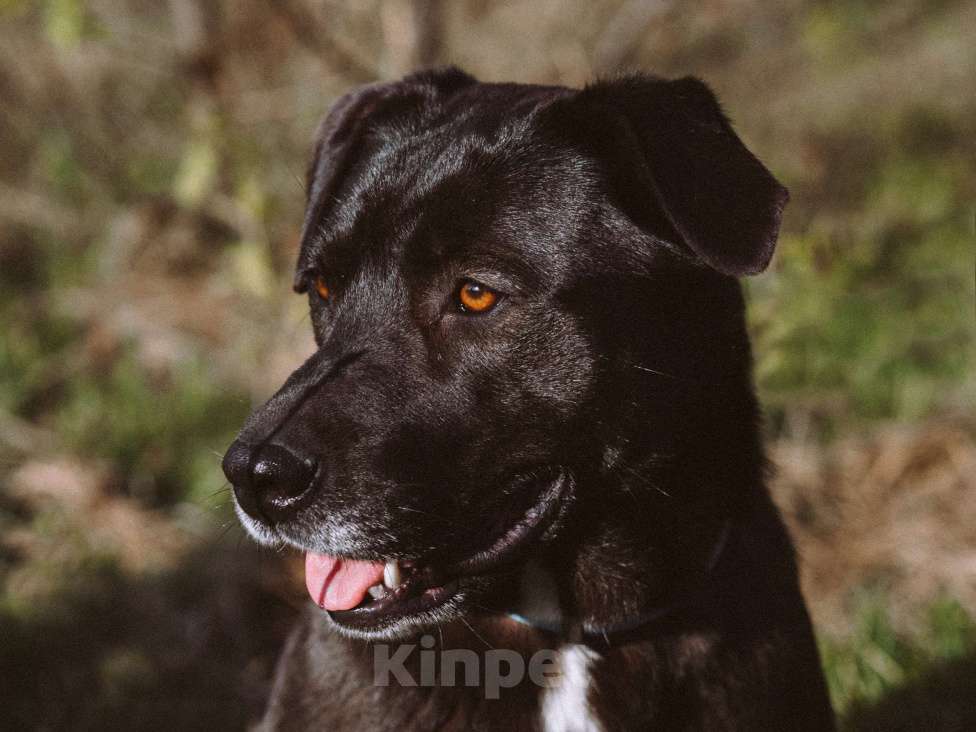 Собаки в Москве: Дэйзи Девочка, Бесплатно - фото 4