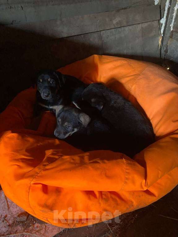 Собаки в Москве: Щенки девочки в добрые руки Девочка, Бесплатно - фото 8