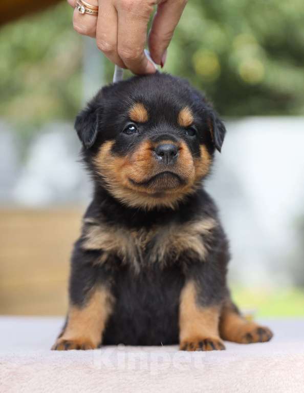 Собаки в Рязани: Щенки ротвейлера  Девочка, 50 000 руб. - фото 3