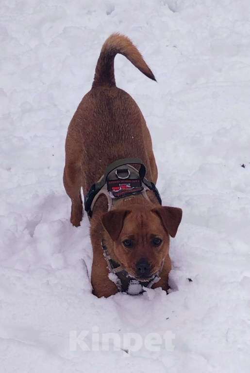 Собаки в Балашихе: небольшая собачка мега позитив спасена с СВО ищет семью Девочка, Бесплатно - фото 3