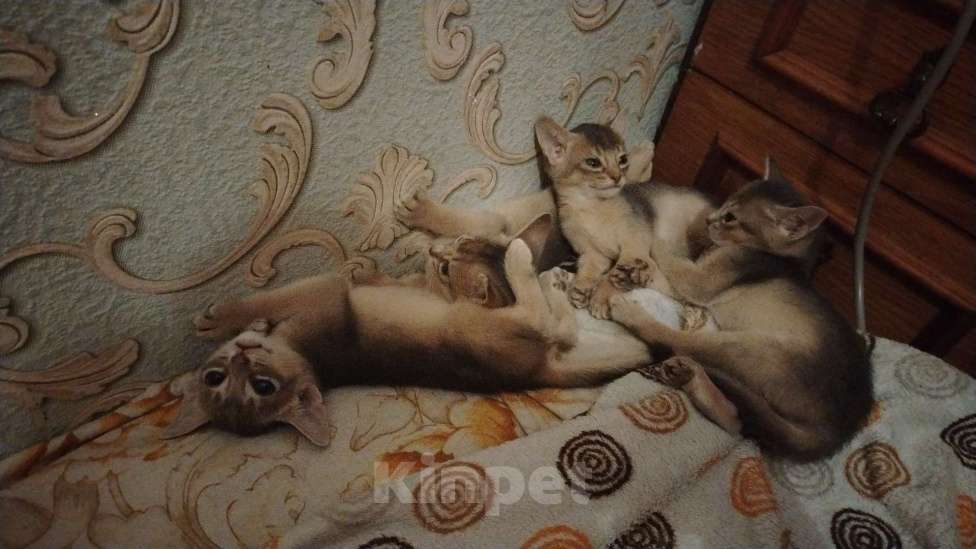Кошки в Брянске: Абиссинские котодетки Девочка, 25 000 руб. - фото 6
