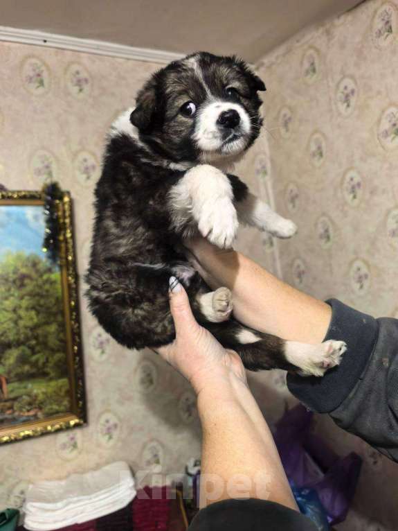 Собаки в Лебедяни: в добрые руки Мальчик, Бесплатно - фото 4