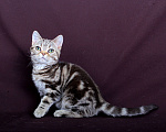 Кошки в Ликино-Дулево: Американский короткошерстный котёнок Девочка, Бесплатно - фото 3