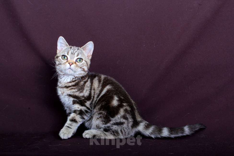 Кошки в Ликино-Дулево: Американский короткошерстный котёнок Девочка, Бесплатно - фото 3