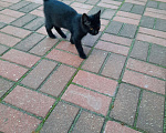 Кошки в Лобне: Чёрный котик с белым пятнышком Мальчик, Бесплатно - фото 4