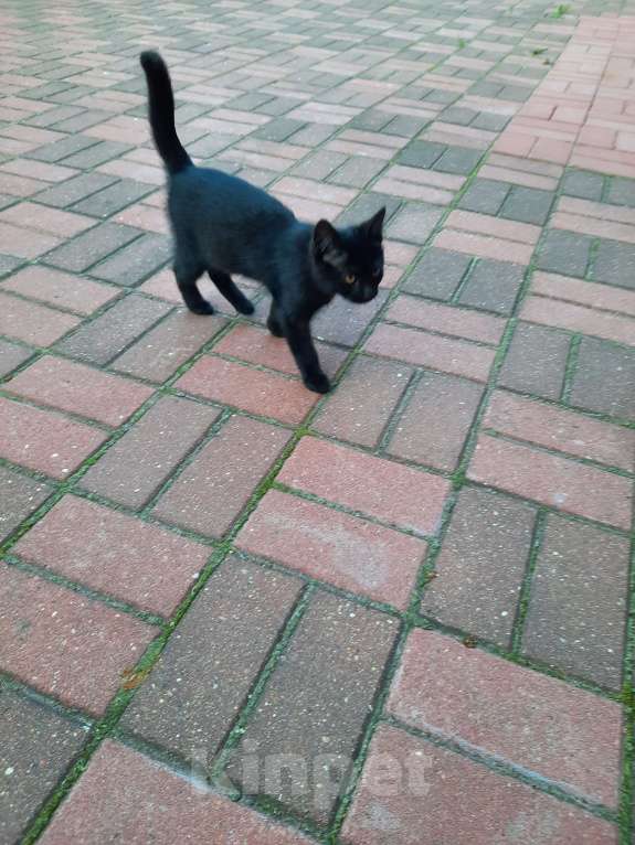 Кошки в Лобне: Чёрный котик с белым пятнышком Мальчик, Бесплатно - фото 4