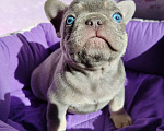 Собаки в Санкт-Петербурге: Шикарный лиловый мальчик  Мальчик, 80 000 руб. - фото 3