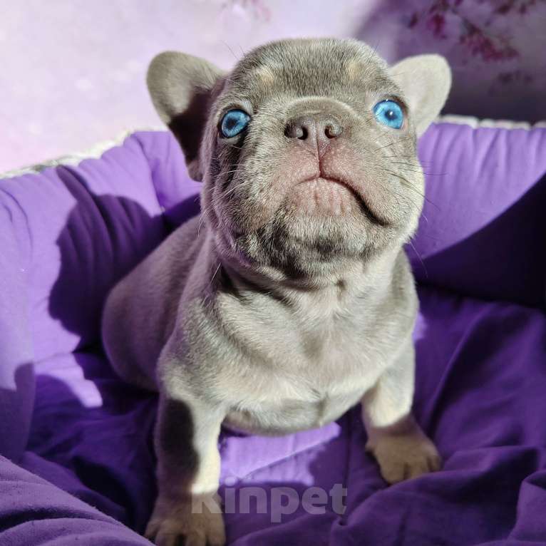 Собаки в Санкт-Петербурге: Шикарный лиловый мальчик  Мальчик, 80 000 руб. - фото 3