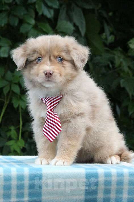 Собаки в Пушкино: Щенки мини аусси. Щенки миниатюрной американской овчарки. Щенки массы Мальчик, 100 000 руб. - фото 5