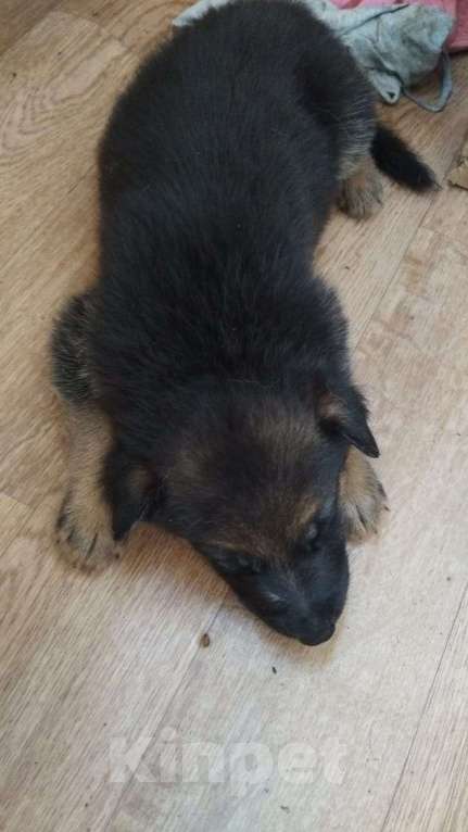 Собаки в Пензе: Щенки немецкой овчарки Девочка, 15 000 руб. - фото 2