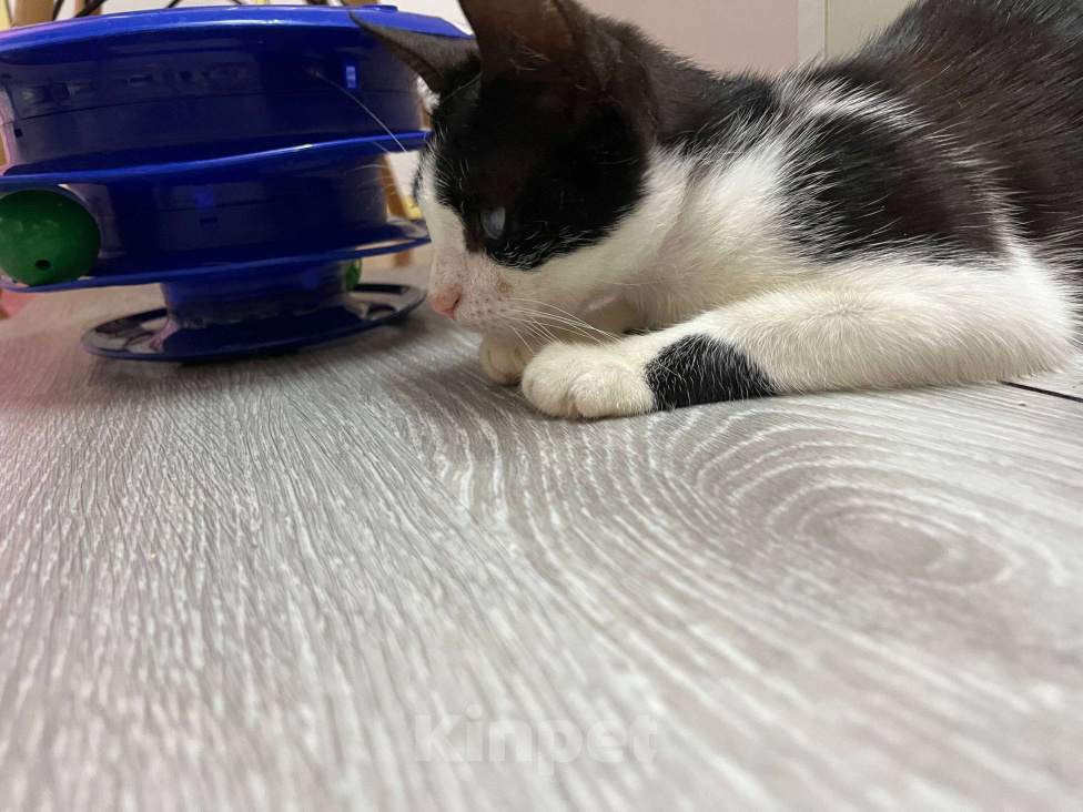 Кошки в Севастополе: Нежный котенок в поисках дома Девочка, Бесплатно - фото 4