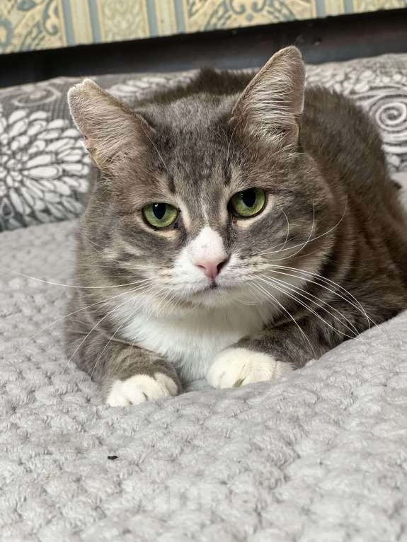 Кошки в Москве: Добрый котик Сергуня, в добрые руки Мальчик, Бесплатно - фото 8