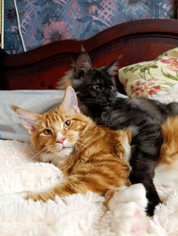 Кошки в Москве: Мейн кун чёрный дым Мальчик, 30 000 руб. - фото 6