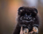 Собаки в Гатчине: Померанский шпиц медвежьего типа Девочка, 35 000 руб. - фото 2