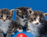 Кошки в Санкт-Петербурге: Котята-котики, 1 мес. Под юронь. Мальчик, Бесплатно - фото 1