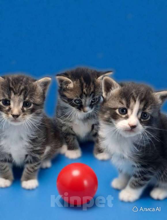 Кошки в Санкт-Петербурге: Котята-котики, 1 мес. Под юронь. Мальчик, Бесплатно - фото 1