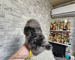 Собаки в Москве: Голубоглазый мальчик померанского шпица мерле Мальчик, Бесплатно - фото 3