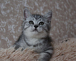 Кошки в Асбесте: Шотландский мальчик Мальчик, 15 000 руб. - фото 3