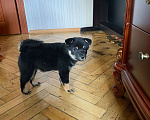 Собаки в Санкт-Петербурге: Щенок сиба-ину Девочка, 30 000 руб. - фото 4