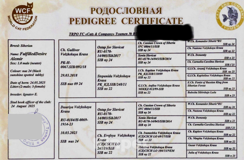 Кошки в Тюмени: Сибирский котёнок Мальчик, 15 000 руб. - фото 6