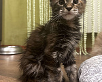 Кошки в Оренбурге: Мейн Кун девочка Девочка, 20 000 руб. - фото 1