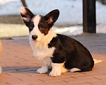 Собаки в Одинцово: Мальчик Вельш Корги Кардиган Мальчик, 50 000 руб. - фото 2