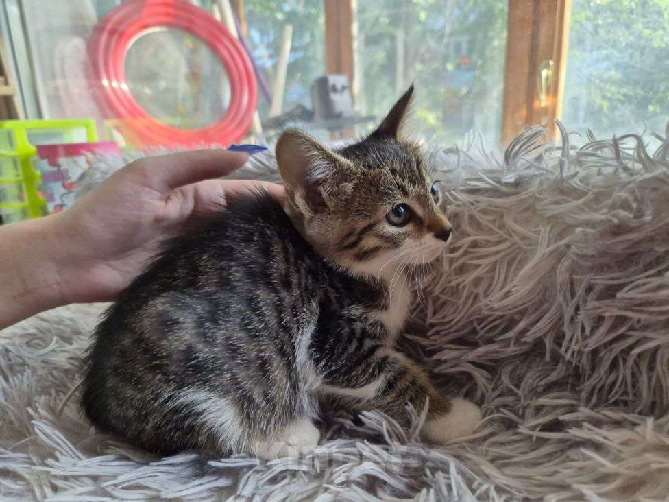 Кошки в Саратове: Котёнок Мальчик, Бесплатно - фото 4